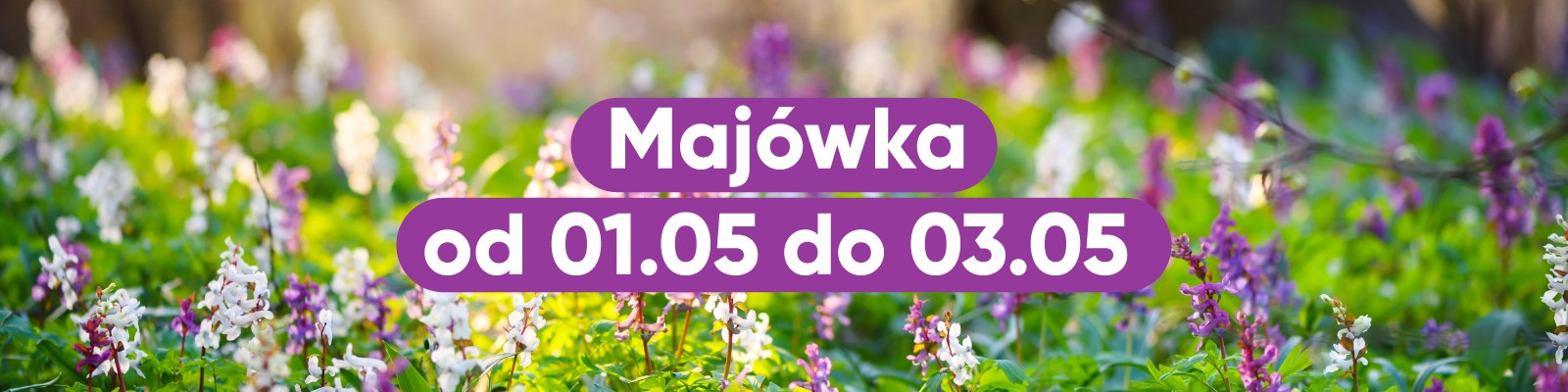 majówka -2026. Za zdjęciu w tle kwiaty.